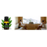 Eucalyptus Fragrance Oil 100% natural ❤️ Laroxy.pl