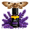 Lavender oil for moths - lavender at mole❤️ store Laroxy.pl